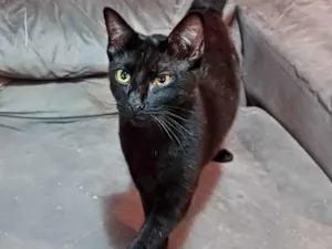 Gato raça SRD-ViraLata idade 1 ano nome Amanda