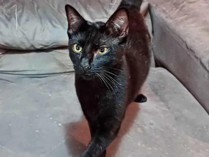 Gato ra a SRD-ViraLata idade 1 ano nome Amanda