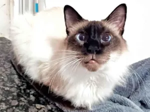 Gato raça SRD-ViraLata idade 4 anos nome Leon