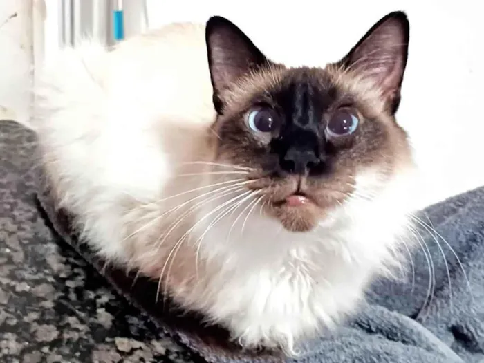 Gato ra a SRD-ViraLata idade 4 anos nome Leon