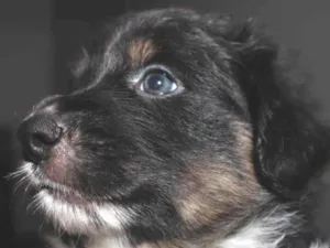 Cachorro raça SRD-ViraLata idade Abaixo de 2 meses nome Oreo
