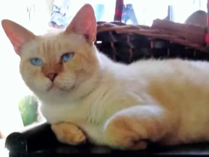 Gato ra a SRD-ViraLata idade 6 ou mais anos nome Snow