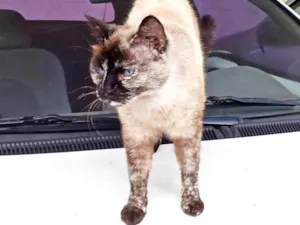 Gato raça SRD-ViraLata idade 4 anos nome Fêmea Castrada