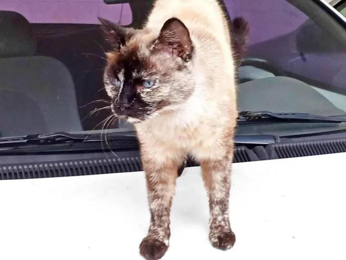 Gato ra a SRD-ViraLata idade 4 anos nome Fêmea Castrada