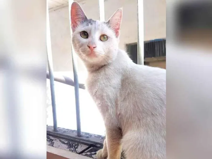 Gato ra a SRD-ViraLata idade 1 ano nome Branquinha