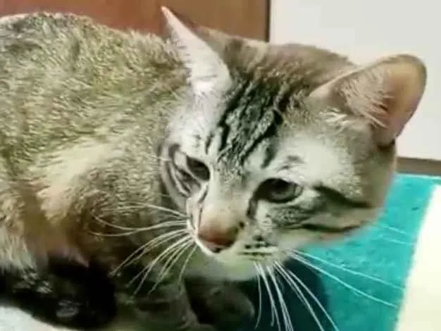 Gato ra a SRD-ViraLata idade 2 anos nome Macho Castrado
