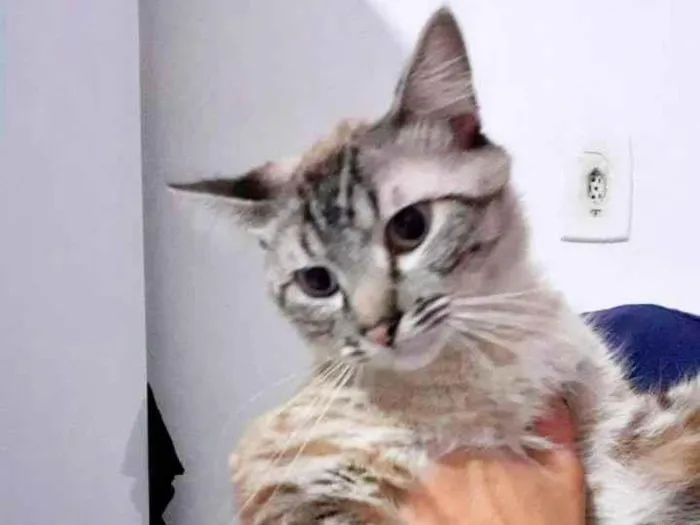 Gato ra a SRD-ViraLata idade 2 anos nome Macho Castrado