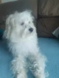 Pipoca