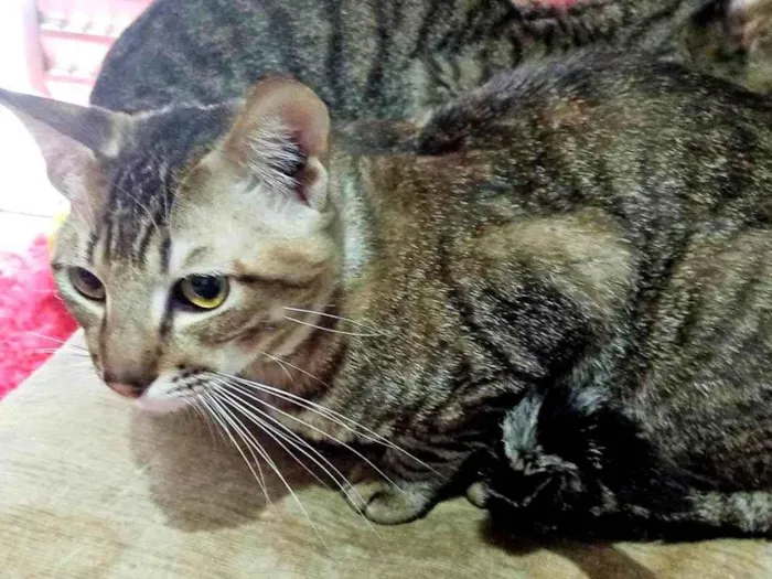 Gato ra a SRD-ViraLata idade 2 anos nome Macho Castrado