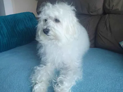 Cachorro raça Poodle idade 5 anos nome Pipoca