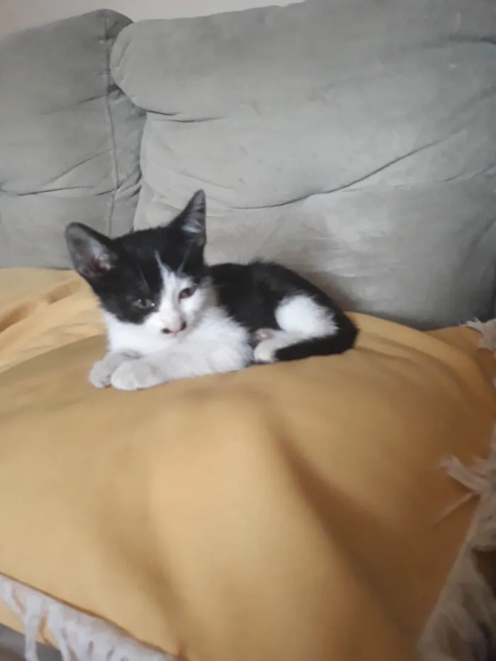 Gato ra a  idade 2 a 6 meses nome Belinha