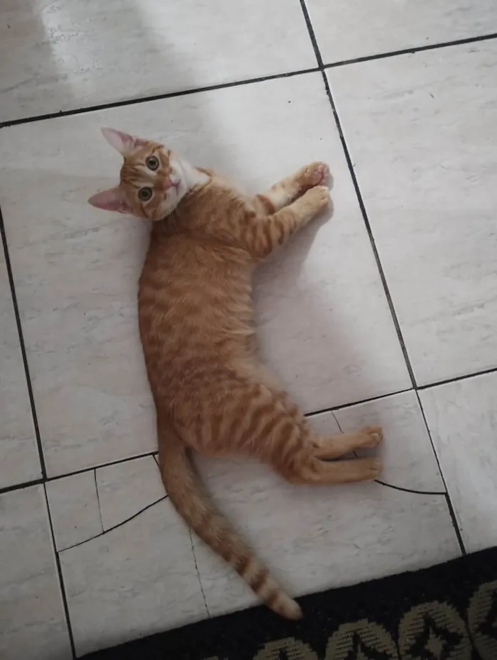 Gato ra a SRD-ViraLata idade 2 a 6 meses nome Carminha