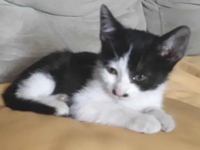 Gato ra a  idade 2 a 6 meses nome Belinha