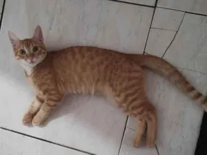 Gato raça SRD-ViraLata idade 2 a 6 meses nome Carminha
