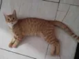 Carminha