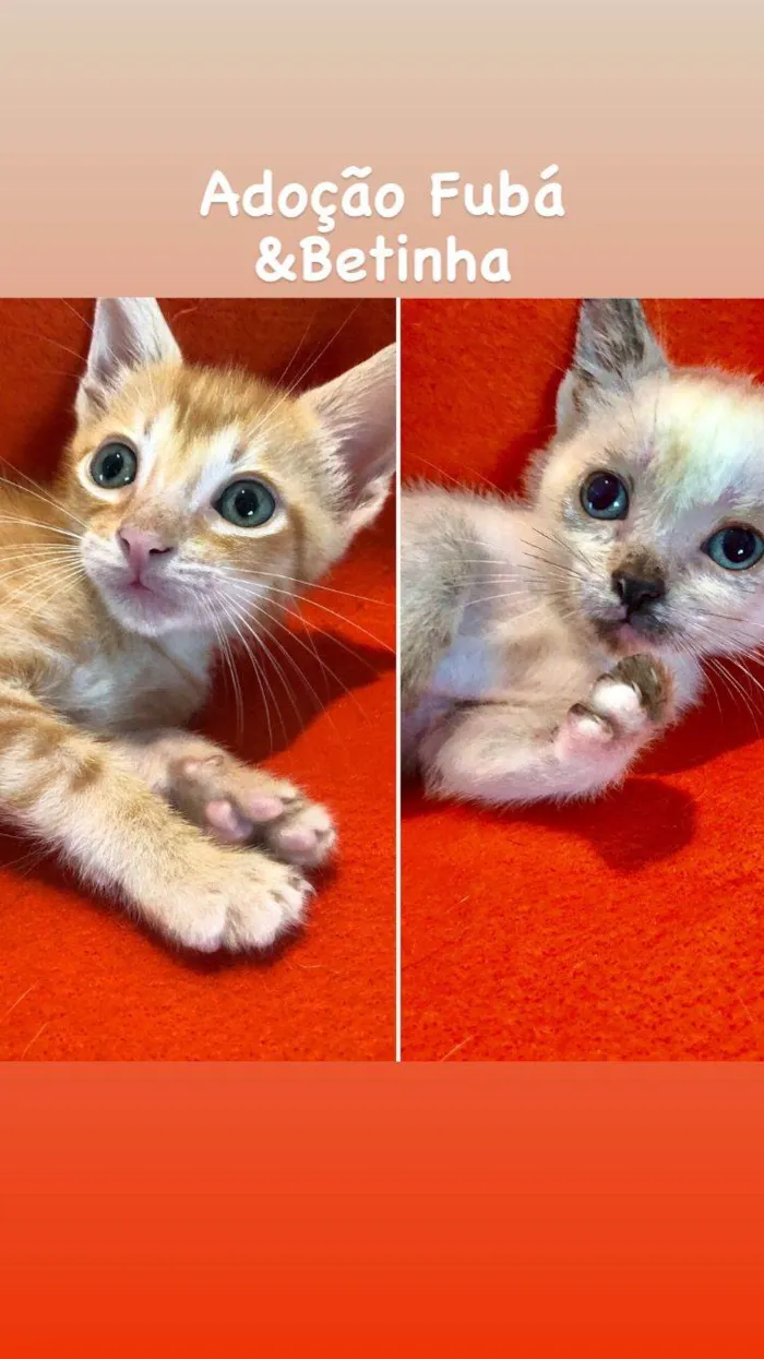 Gato ra a SRD-siamesado idade 2 a 6 meses nome Fubá e Betinha