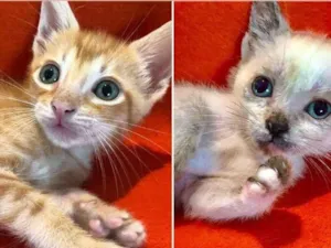 Gato raça SRD-siamesado idade 2 a 6 meses nome Fubá e Betinha