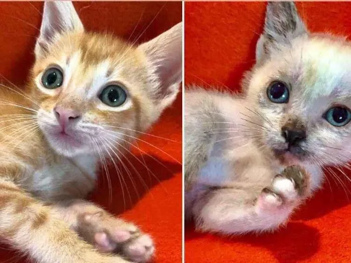 Gato ra a SRD-siamesado idade 2 a 6 meses nome Fubá e Betinha