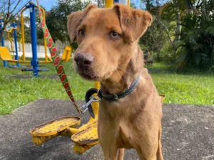 Cachorro raça SRD-ViraLata idade 3 anos nome Costelinha