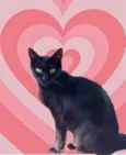 Peta 1aninho