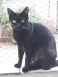 Peta 1aninho