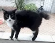 Cotoco lindo pelo longo