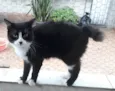 Cotoco lindo pelo longo