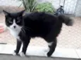 Cotoco lindo pelo longo