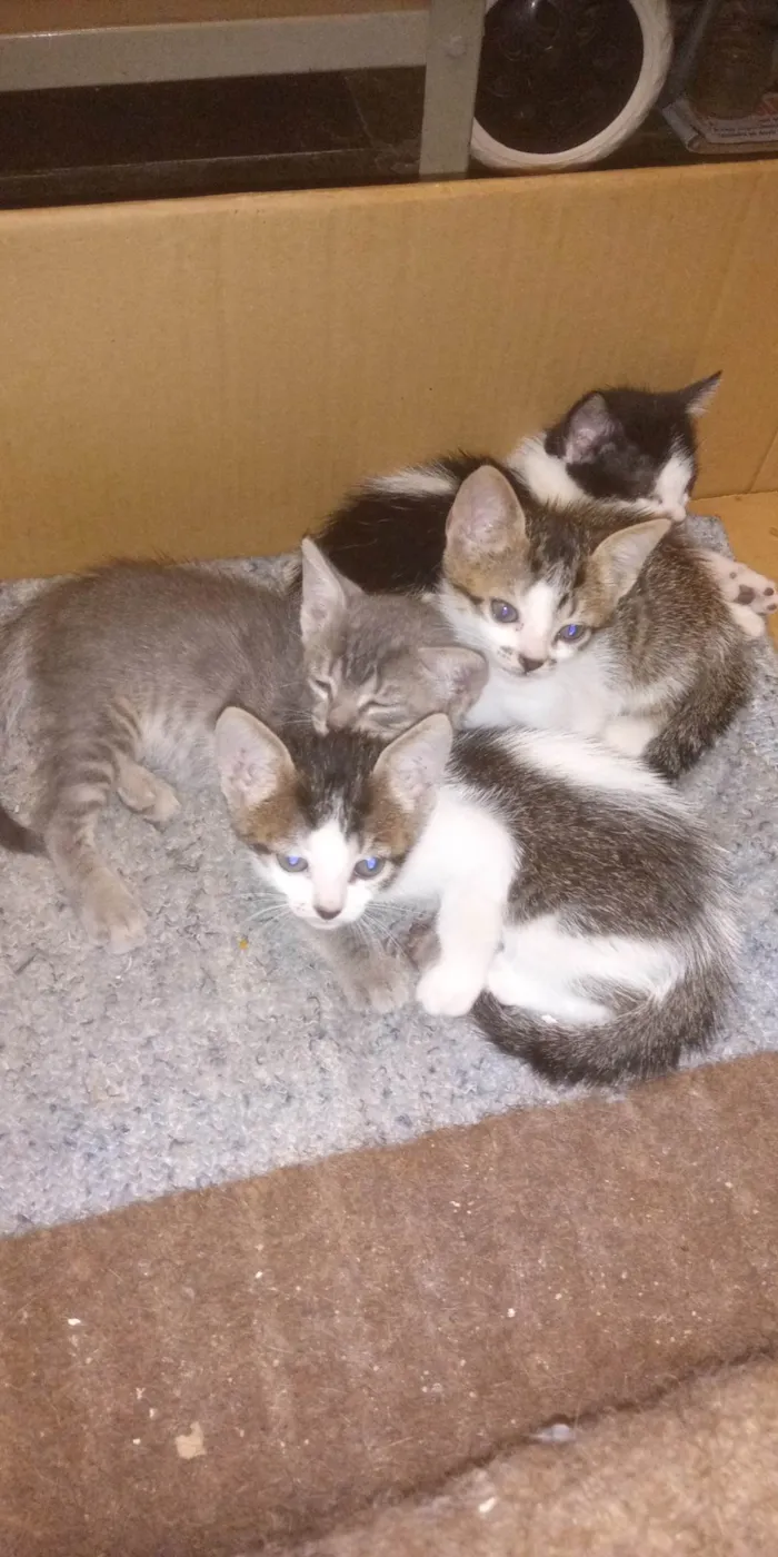 Gato ra a SRD idade Abaixo de 2 meses nome Sem nomes definidos