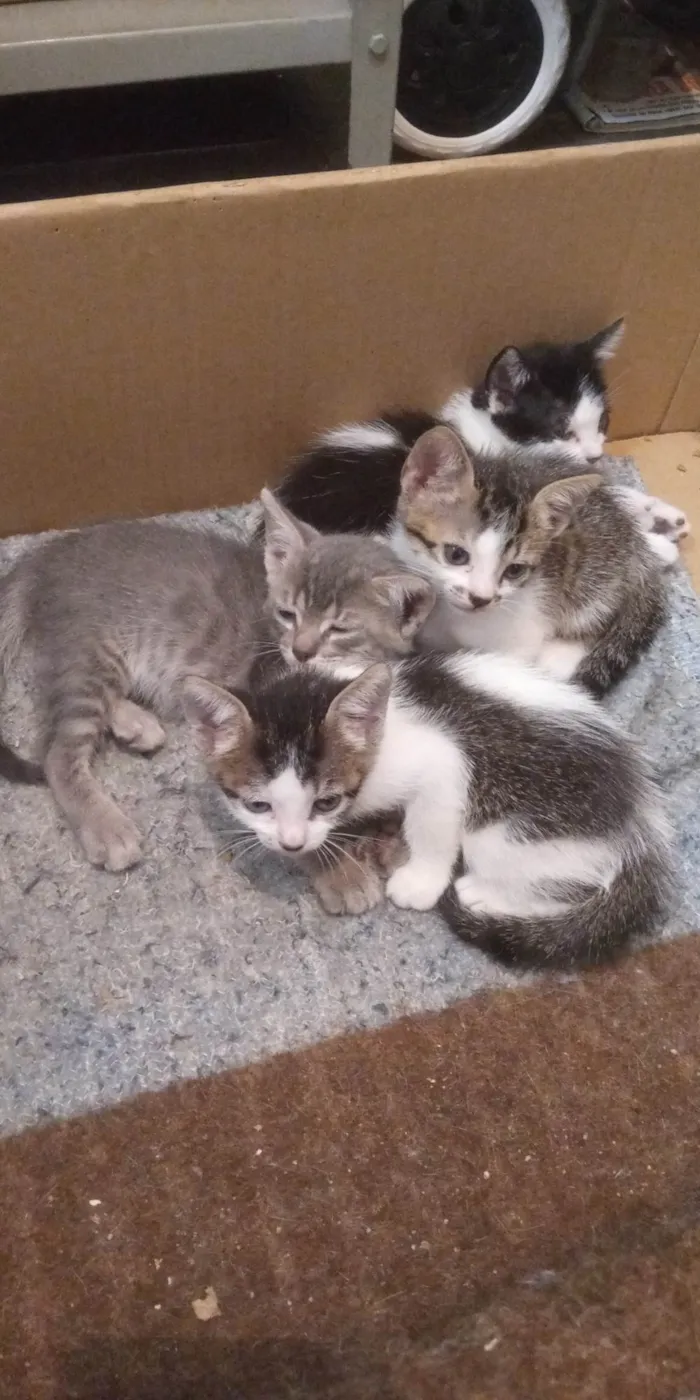Gato ra a SRD idade Abaixo de 2 meses nome Sem nomes definidos