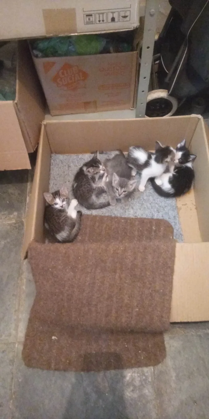 Gato ra a SRD idade Abaixo de 2 meses nome Sem nomes definidos
