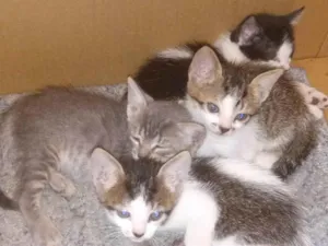Gato raça SRD idade Abaixo de 2 meses nome Sem nomes definidos