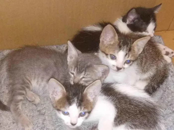 Gato ra a SRD idade Abaixo de 2 meses nome Sem nomes definidos