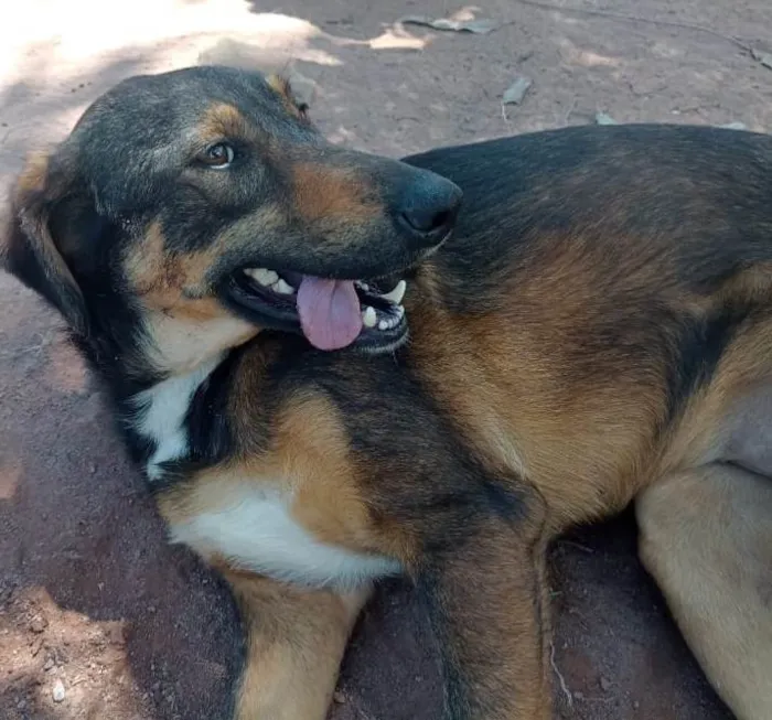 Cachorro ra a SRD-ViraLata idade 3 anos nome MARTA