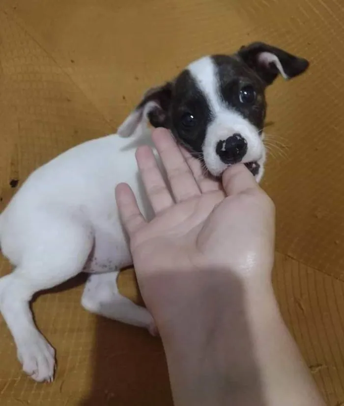 Cachorro ra a SRD-ViraLata idade 2 a 6 meses nome PRINCESA