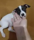 PRINCESA