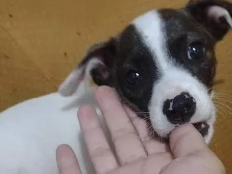Cachorro ra a SRD-ViraLata idade 2 a 6 meses nome PRINCESA