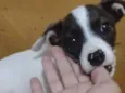 PRINCESA