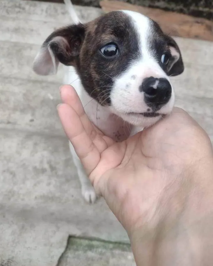 Cachorro ra a SRD-ViraLata idade 2 a 6 meses nome PRINCESA