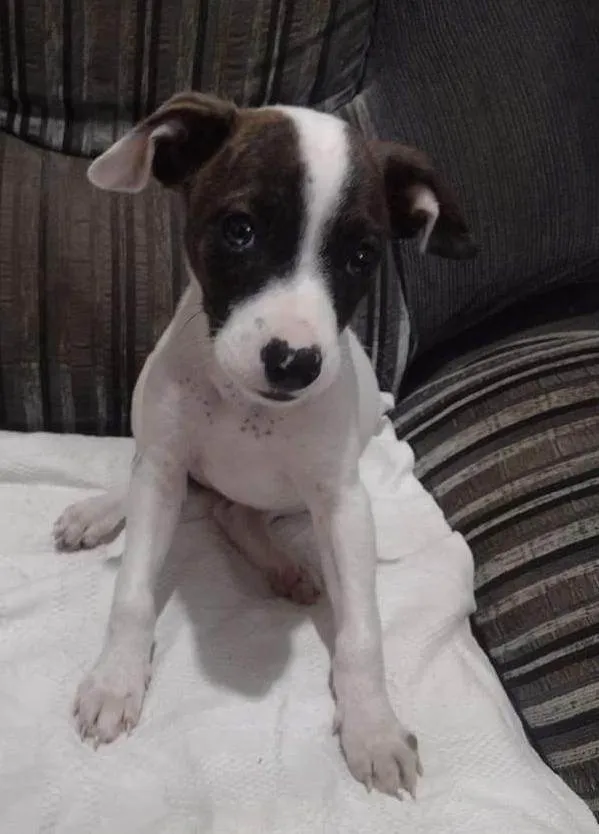 Cachorro ra a SRD-ViraLata idade 2 a 6 meses nome PRINCESA