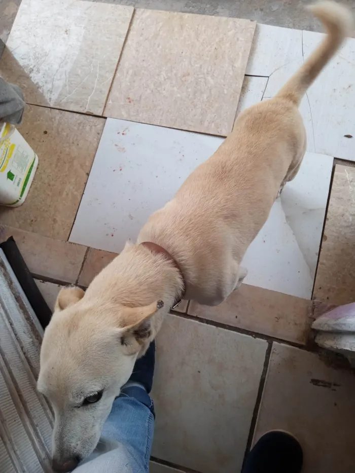 Cachorro ra a Viralata idade 6 ou mais anos nome Dólar 