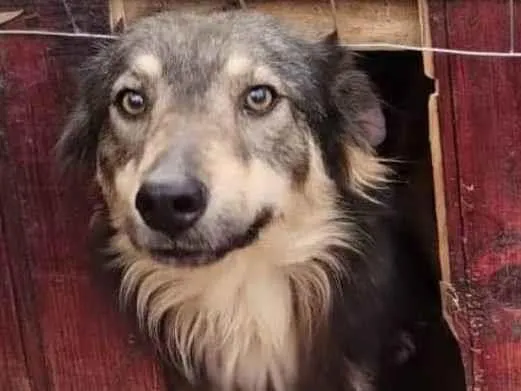 Cachorro ra a SRD-ViraLata idade 3 anos nome MÁRMORE (Canoas RS)