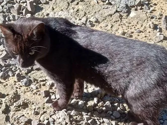 Gato ra a Sem raça  idade 4 anos nome Pretinho 