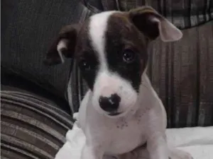 Cachorro raça SRD-ViraLata idade 2 a 6 meses nome PRINCESA
