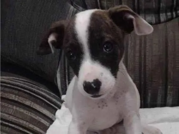 Cachorro ra a SRD-ViraLata idade 2 a 6 meses nome PRINCESA