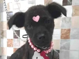 Cachorro raça SRD-ViraLata idade 2 a 6 meses nome REBEKA