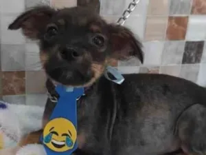 Cachorro raça SRD-ViraLata idade 2 a 6 meses nome PIRULITO