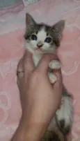 Aura