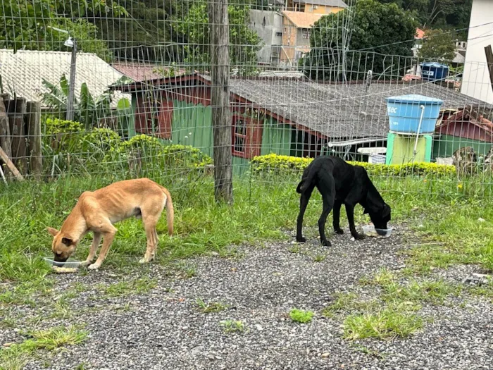 Cachorro ra a SRD-ViraLata idade 2 anos nome Pretinha e Caramelo 