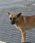 Pretinha e Caramelo